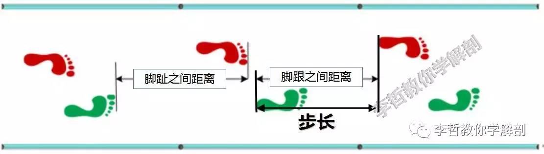 一步步详解双域网站优化指南，让你的网站速度更快，用户满意度更高 (双怎么走)