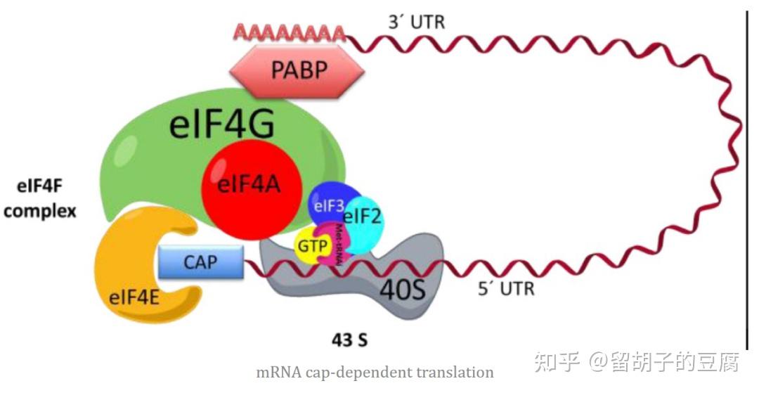 深度解析：成熟SEO如何精进技艺，优化网站性能与排名 (深度解析成龙历险记)