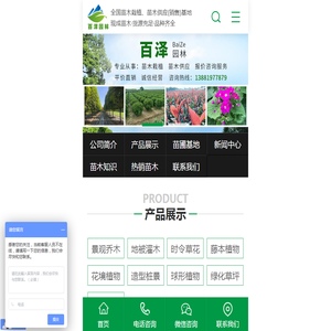 四川绿化苗木